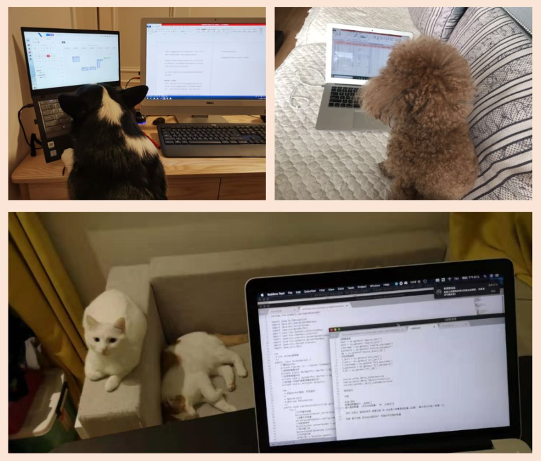 一家养老数字化公司的在家办公之旅(图4) 一家养老数字化公司的在家办公之旅(图4)